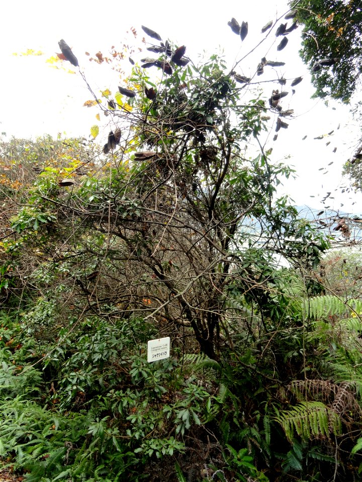 Botanical specimen in the Miyajima Natural Botanical Garden, Hatsukaichi, Hiroshima, Japan.
