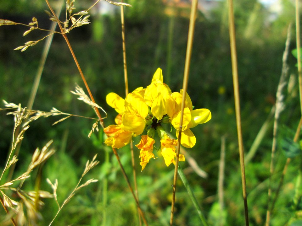 Sumpf-Hornklee (Lotus pedunculatus) in der Gustav-Clauss-Anlage in St. Ingbert