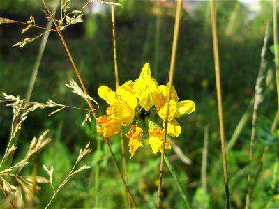 Sumpf-Hornklee (Lotus pedunculatus) in der Gustav-Clauss-Anlage in St. Ingbert