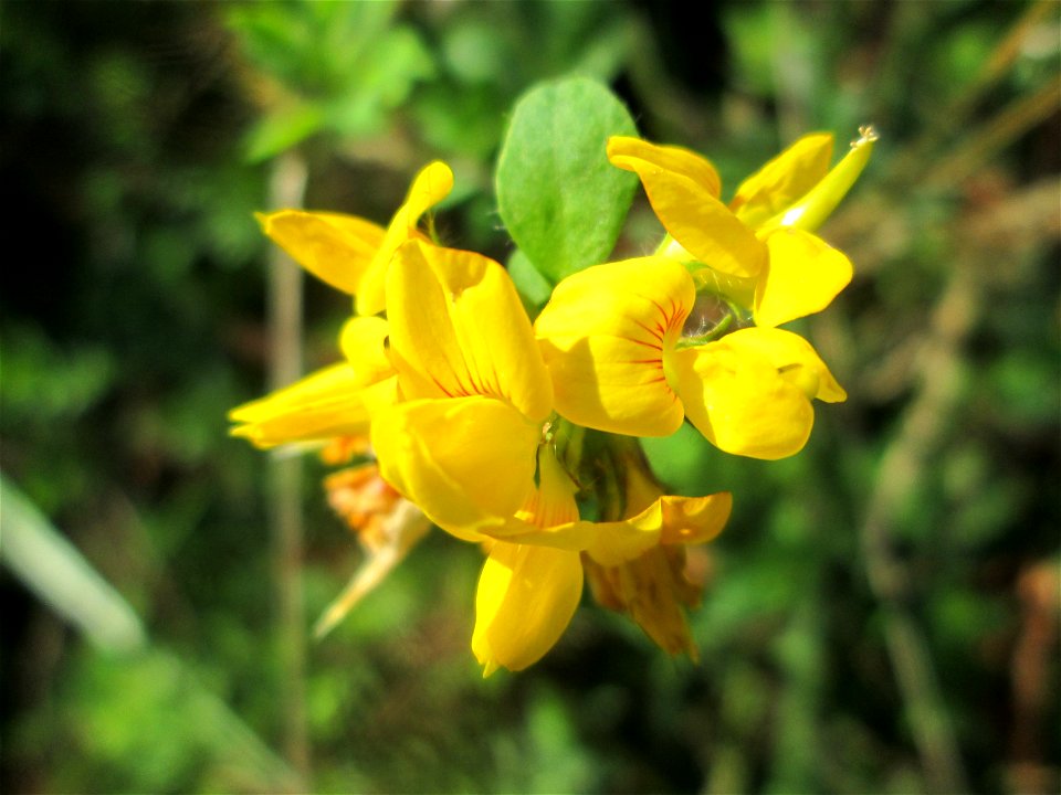 Sumpf-Hornklee (Lotus pedunculatus) in der Gustav-Clauss-Anlage in St. Ingbert