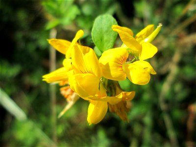 Sumpf-Hornklee (Lotus pedunculatus) in der Gustav-Clauss-Anlage in St. Ingbert