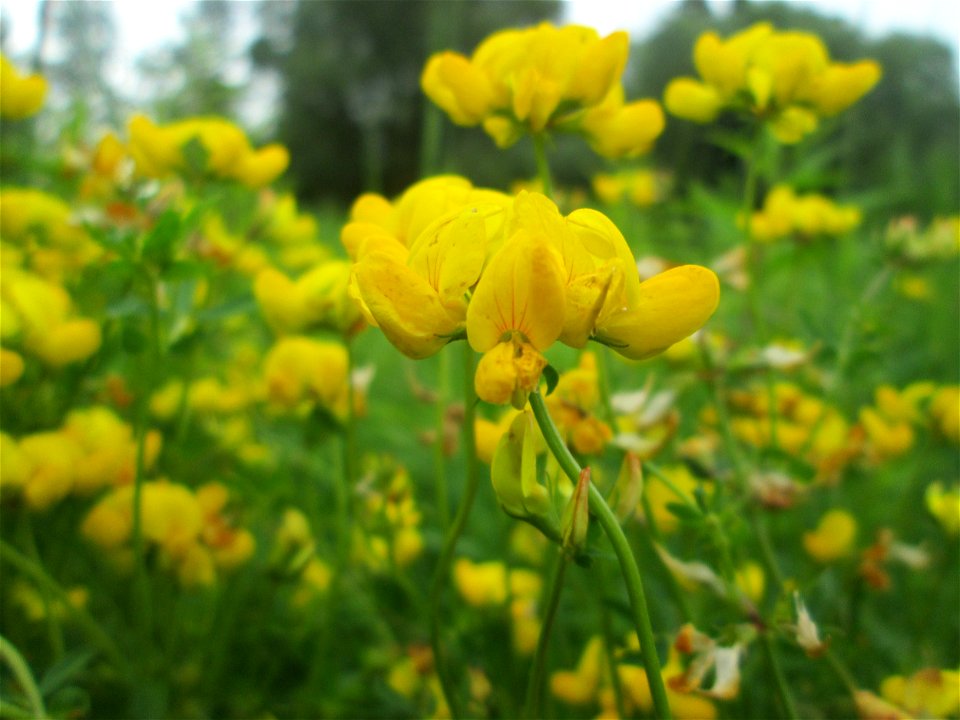Sumpf-Hornklee (Lotus pedunculatus) im Naturschutzgebiet „St. Arnualer Wiesen“