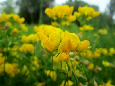 Sumpf-Hornklee (Lotus pedunculatus) im Naturschutzgebiet „St. Arnualer Wiesen“