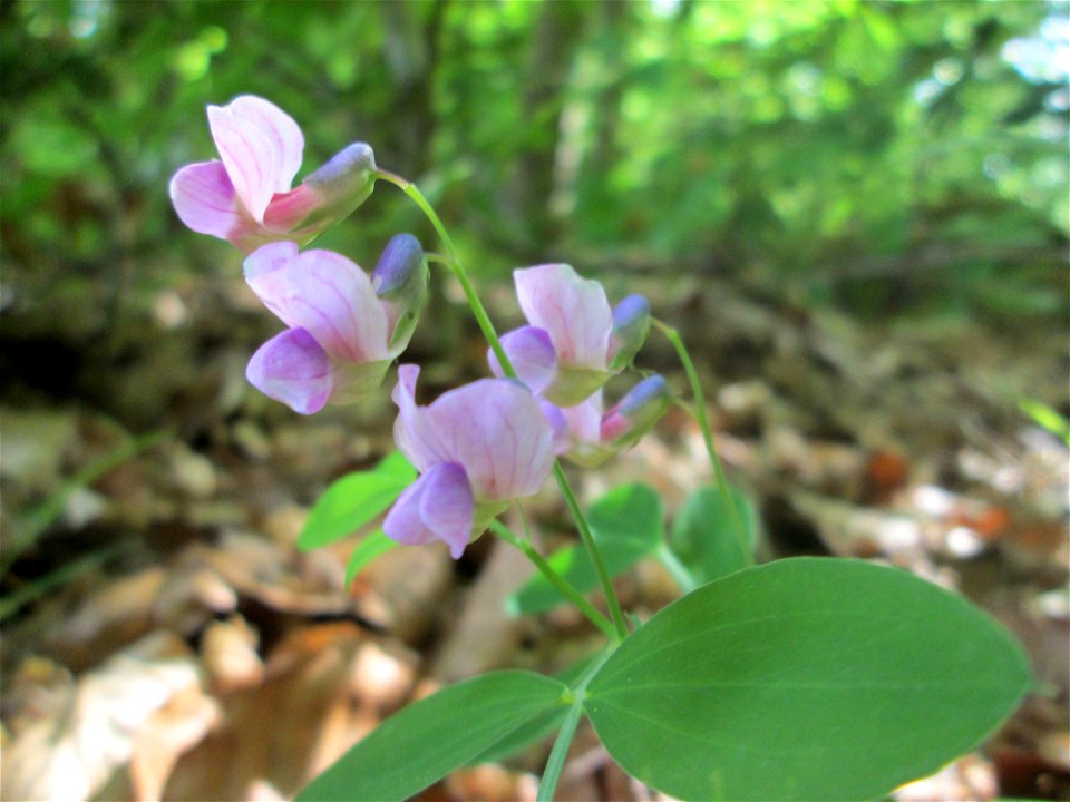 Berg-Platterbse (Lathyrus linifolius) im Naturschutzgebiet „Wusterhang“ oberhalb von Fechingen