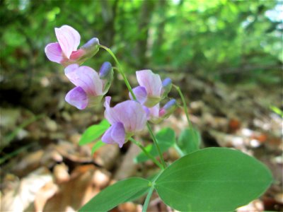 Berg-Platterbse (Lathyrus linifolius) im Naturschutzgebiet „Wusterhang“ oberhalb von Fechingen