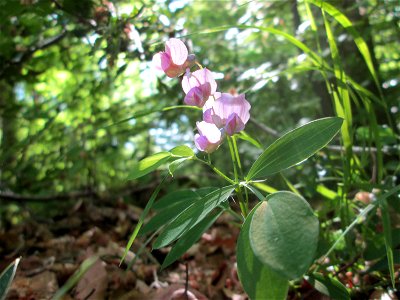 Berg-Platterbse (Lathyrus linifolius) im Naturschutzgebiet „Wusterhang“ oberhalb von Fechingen