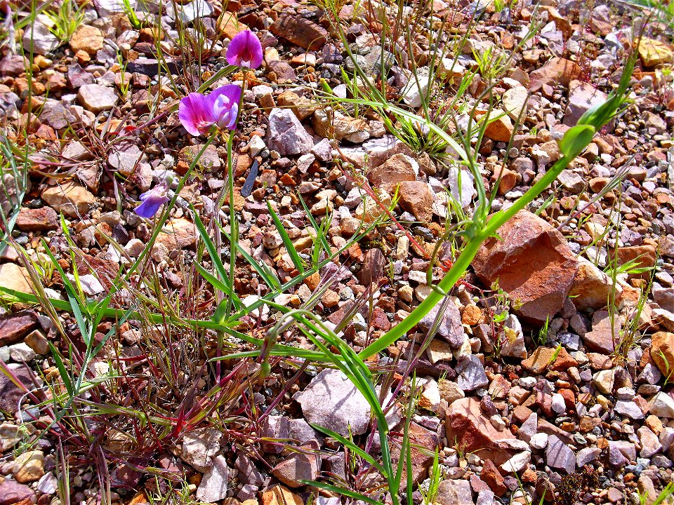 Lathyrus linifolius habit, Sierra Madrona, Spain
