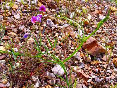 Lathyrus linifolius habit, Sierra Madrona, Spain