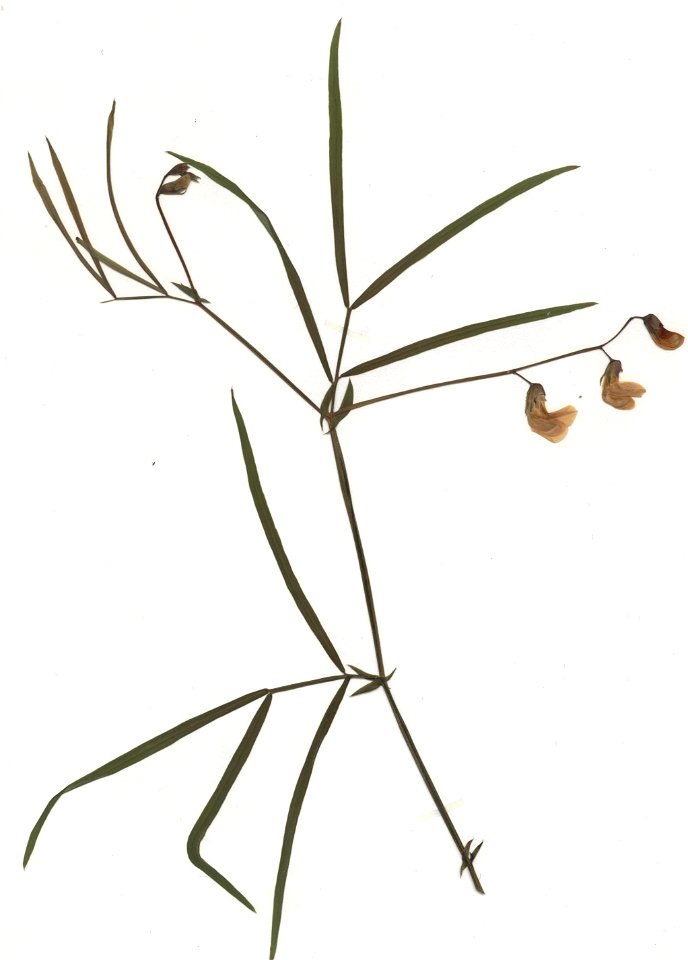 Lathyrus linifolius var linifolius, eigener Herbarbeleg von 1984, Unterfranken