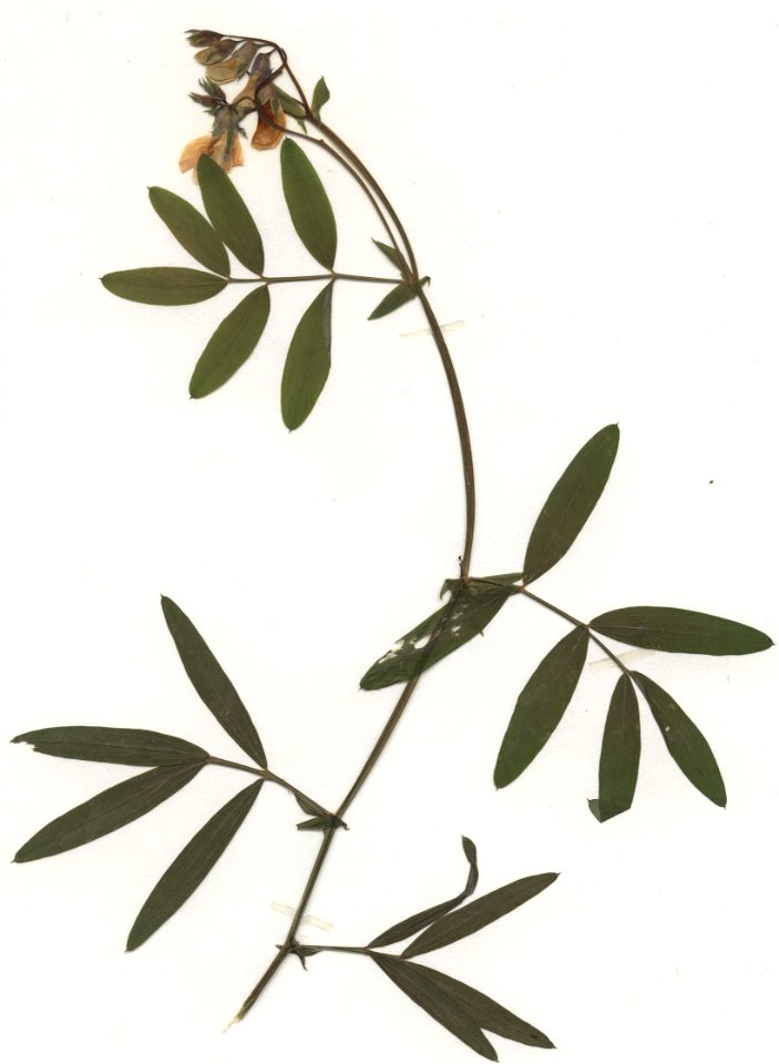 Lathyrus linifolius var montanus, eigener Herbarbeleg von 1983, Unterfranken