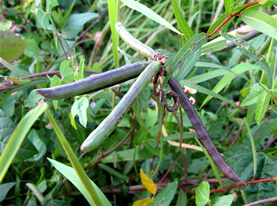 Strophostyles helvola fruit. Vine in wet Salix nigra thickets along Reelfoot Lake, Obion County, Tennessee. [Note strongly lobed leaves]