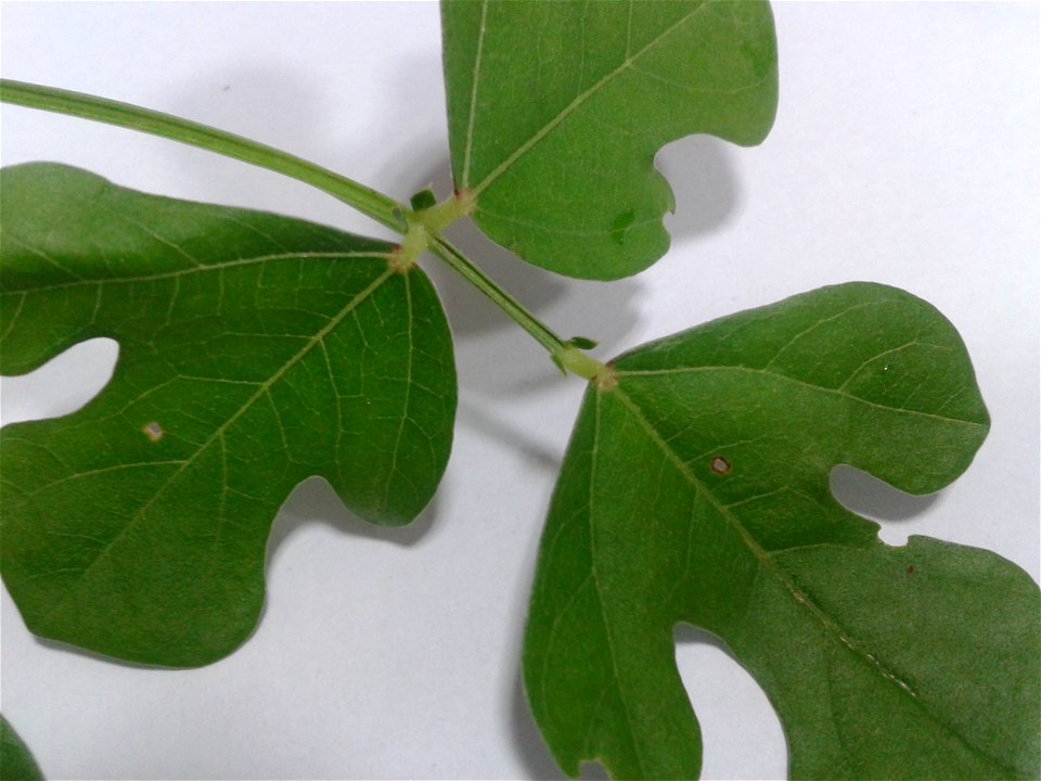 மணல் அவரை  
Botanical name - Strophostyles helvula
Common name -  Amberique-bean
Useful to treat typhoid ;People used the roots for food and for  treating poison by rubbing the whole 
leaves on the af
