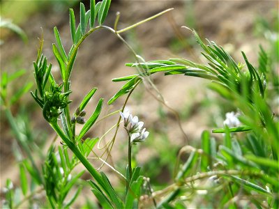 Rauhaarige Wicke (Vicia hirsuta) in Hockenheim