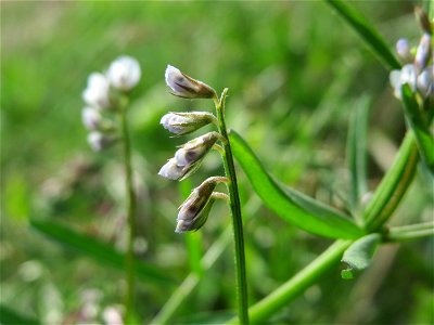 Rauhaarige Wicke (Vicia hirsuta) in Hockenheim