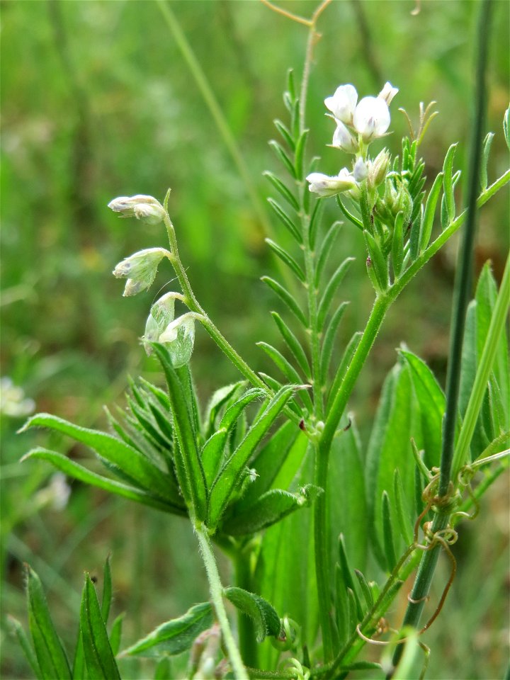 Rauhaarige Wicke (Vicia hirsuta) auf der Friedenshöhe (Naturschutzgebiet Oftersheimer Dünen)