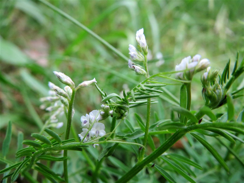 Rauhaarige Wicke (Vicia hirsuta) im Naturschutzgebiet „Oftersheimer Dünen“ (Teilgebiet „Am Golfplatz“)
