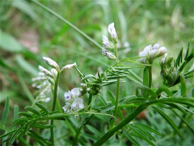 Rauhaarige Wicke (Vicia hirsuta) im Naturschutzgebiet „Oftersheimer Dünen“ (Teilgebiet „Am Golfplatz“)