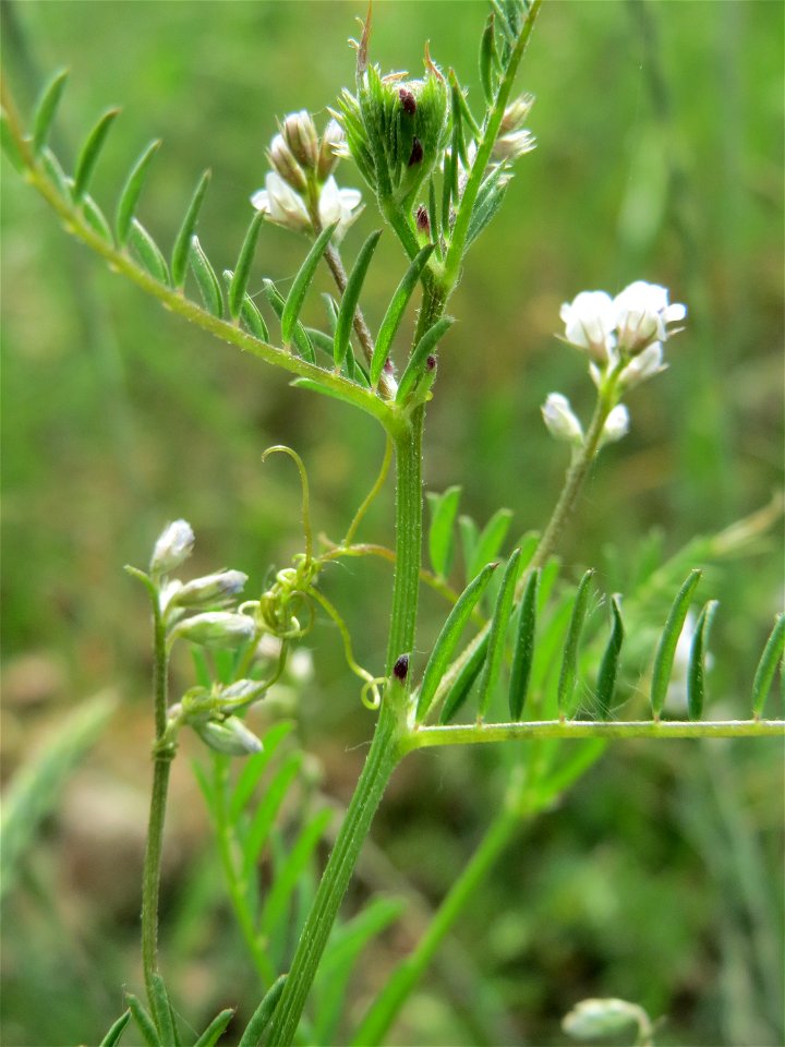 Rauhaarige Wicke (Vicia hirsuta) auf der Friedenshöhe (Naturschutzgebiet Oftersheimer Dünen)