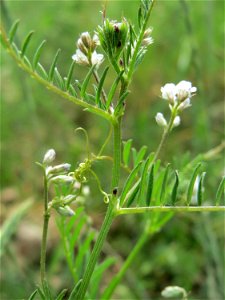 Rauhaarige Wicke (Vicia hirsuta) auf der Friedenshöhe (Naturschutzgebiet Oftersheimer Dünen)