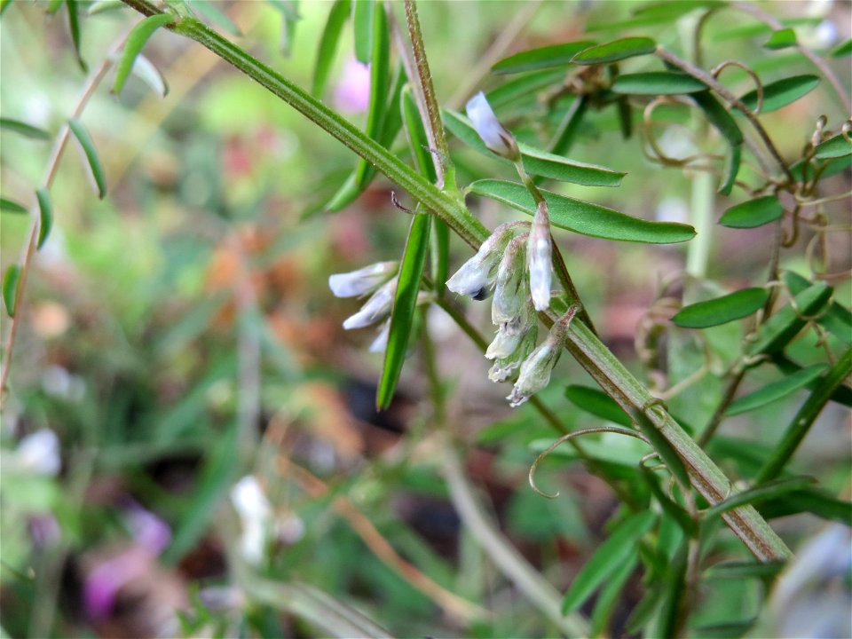 Rauhaarige Wicke (Vicia hirsuta) in Bruchmühlbach-Miesau