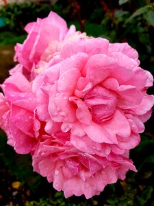Garden flora rose photo