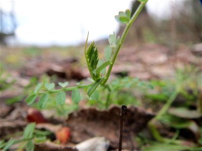 Rauhaarige Wicke (Vicia hirsuta) in Bruchmühlbach-Miesau