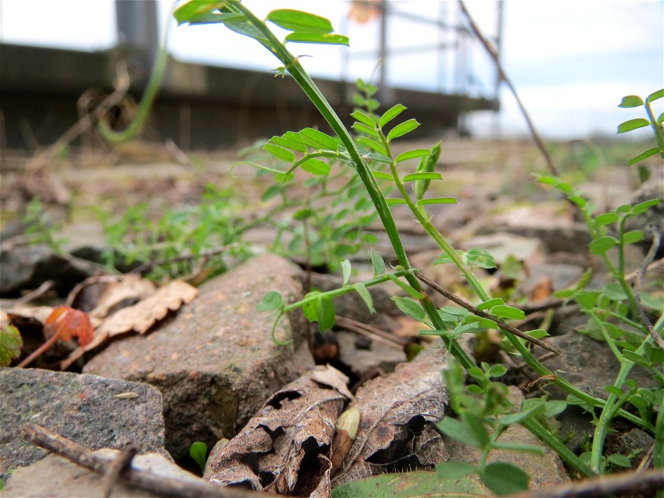 Rauhaarige Wicke (Vicia hirsuta) in Bruchmühlbach-Miesau
