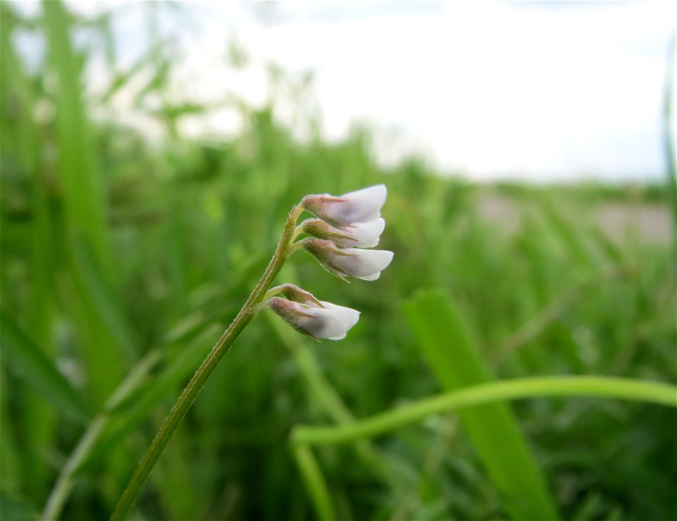 Rauhaarige Wicke (Vicia hirsuta) im Landschaftsschutzgebiet Hockenheimer Rheinbogen