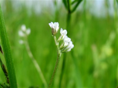 Rauhaarige Wicke (Vicia hirsuta) in den Horststückern im Landschaftsschutzgebiet „Hockenheimer Rheinbogen“