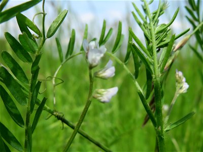 Rauhaarige Wicke (Vicia hirsuta) in den Horststückern im Landschaftsschutzgebiet „Hockenheimer Rheinbogen“