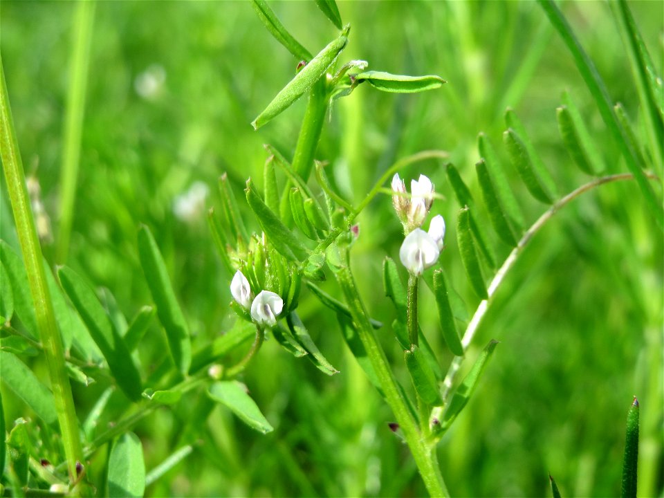 Rauhaarige Wicke (Vicia hirsuta) in den Horststückern im Landschaftsschutzgebiet „Hockenheimer Rheinbogen“