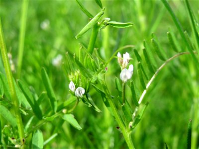 Rauhaarige Wicke (Vicia hirsuta) in den Horststückern im Landschaftsschutzgebiet „Hockenheimer Rheinbogen“