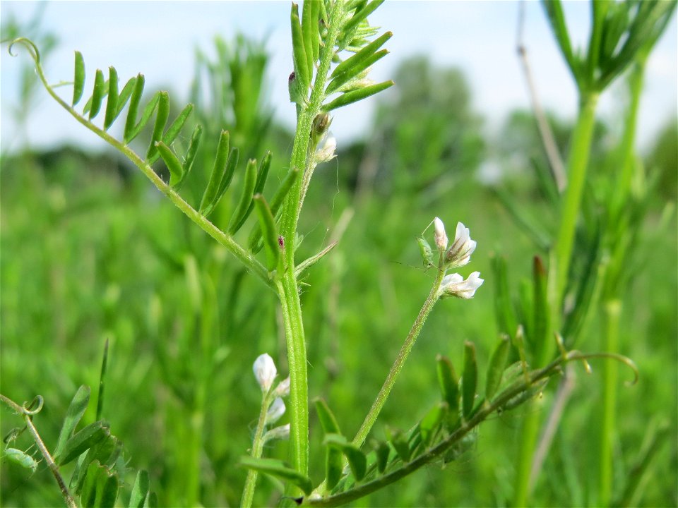 Rauhaarige Wicke (Vicia hirsuta) in den Horststückern im Landschaftsschutzgebiet „Hockenheimer Rheinbogen“