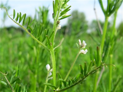 Rauhaarige Wicke (Vicia hirsuta) in den Horststückern im Landschaftsschutzgebiet „Hockenheimer Rheinbogen“