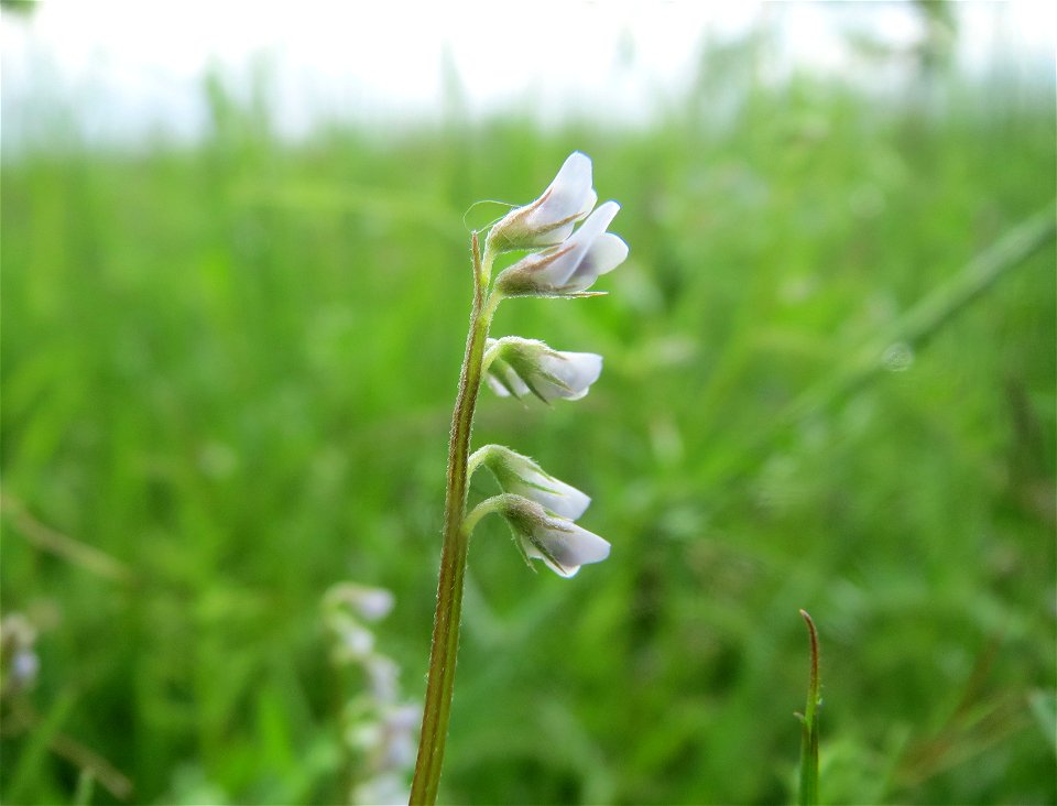 Rauhaarige Wicke (Vicia hirsuta) im Landschaftsschutzgebiet Rheinhessisches Rheingebiet bei Worms