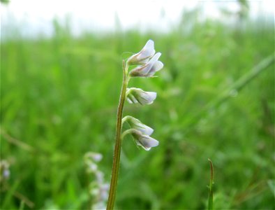 Rauhaarige Wicke (Vicia hirsuta) im Landschaftsschutzgebiet Rheinhessisches Rheingebiet bei Worms