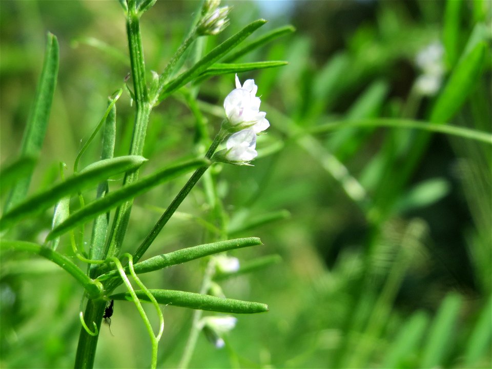 Rauhaarige Wicke (Vicia hirsuta) im Landesgartenschaupark Hockenheim