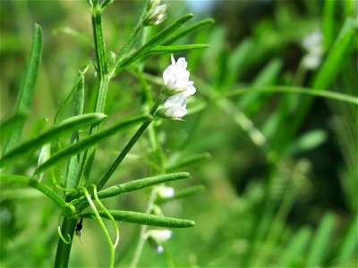 Rauhaarige Wicke (Vicia hirsuta) im Landesgartenschaupark Hockenheim