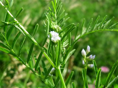 Rauhaarige Wicke (Vicia hirsuta) im Landesgartenschaupark Hockenheim