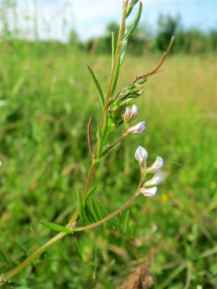 Rauhaarige Wicke (Vicia hirsuta) in den Horststückern im Landschaftsschutzgebiet Hockenheimer Rheinbogen