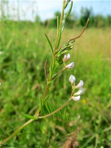 Rauhaarige Wicke (Vicia hirsuta) in den Horststückern im Landschaftsschutzgebiet Hockenheimer Rheinbogen