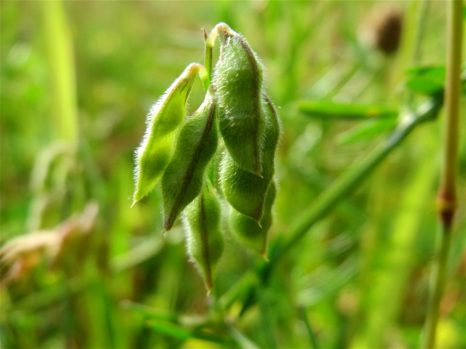 Frucht der Rauhaarigen Wicke (Vicia hirsuta) in den Horststückern im Landschaftsschutzgebiet Hockenheimer Rheinbogen