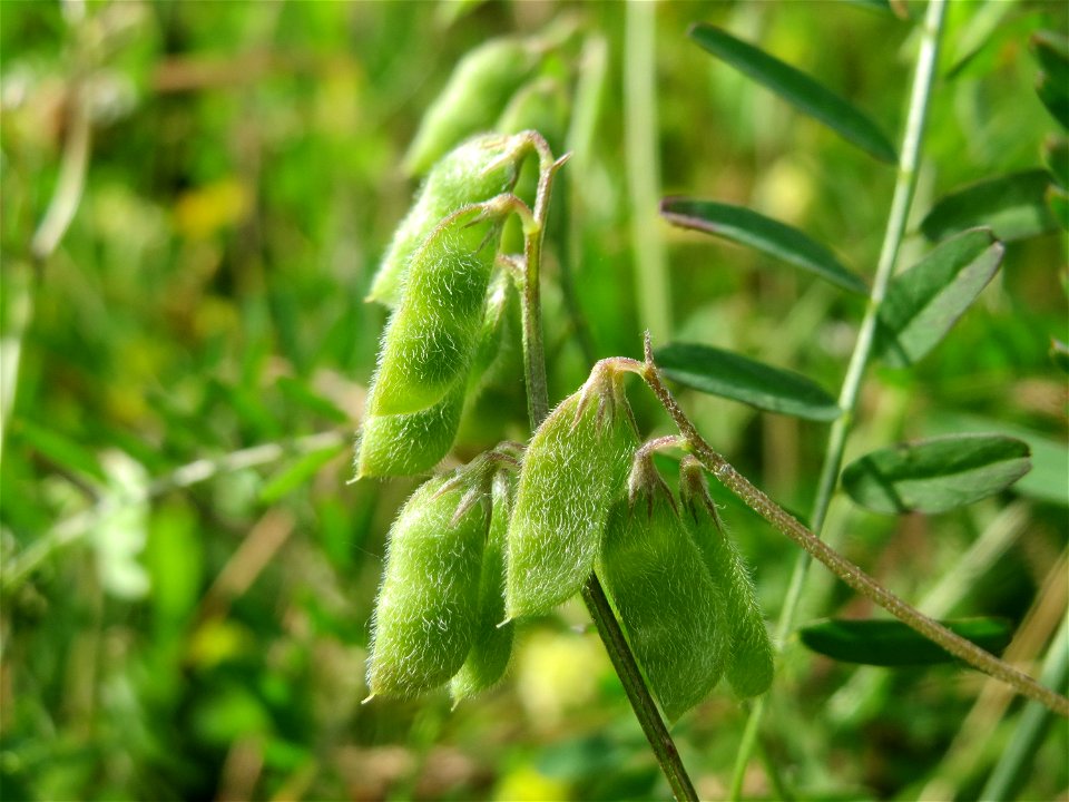 Frucht der Rauhaarigen Wicke (Vicia hirsuta) in den Horststückern im Landschaftsschutzgebiet Hockenheimer Rheinbogen