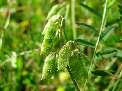 Frucht der Rauhaarigen Wicke (Vicia hirsuta) in den Horststückern im Landschaftsschutzgebiet Hockenheimer Rheinbogen