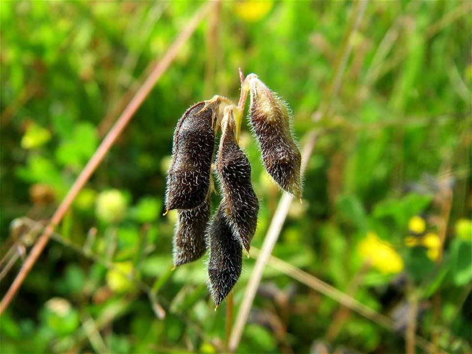 Frucht der Rauhaarigen Wicke (Vicia hirsuta) in den Horststückern im Landschaftsschutzgebiet Hockenheimer Rheinbogen