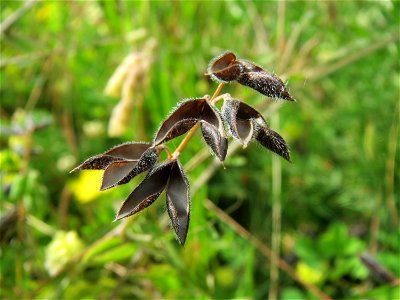 Frucht der Rauhaarigen Wicke (Vicia hirsuta) in den Horststückern im Landschaftsschutzgebiet Hockenheimer Rheinbogen