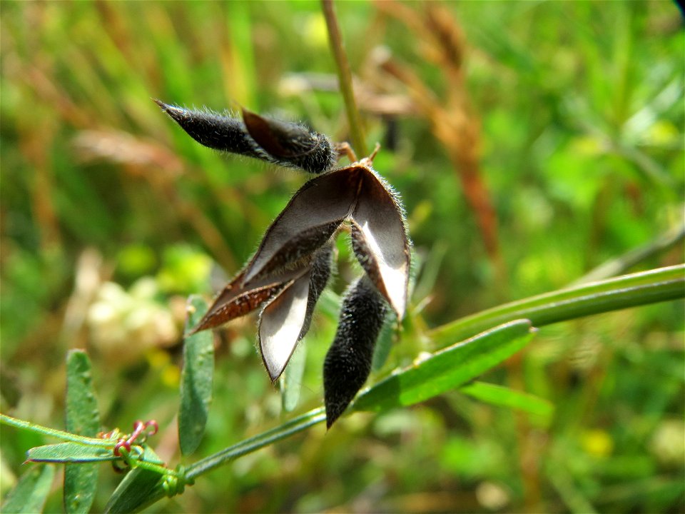 Frucht der Rauhaarigen Wicke (Vicia hirsuta) in den Horststückern im Landschaftsschutzgebiet Hockenheimer Rheinbogen