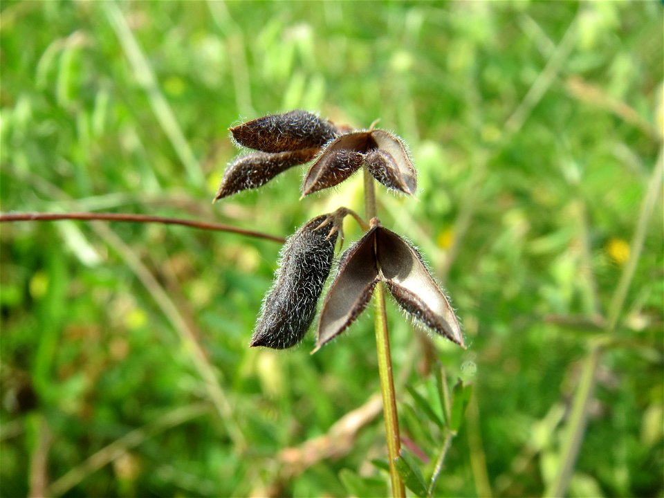 Frucht der Rauhaarigen Wicke (Vicia hirsuta) in den Horststückern im Landschaftsschutzgebiet Hockenheimer Rheinbogen
