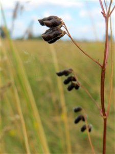 Frucht der Rauhaarigen Wicke (Vicia hirsuta) im Landschaftsschutzgebiet Hockenheimer Rheinbogen