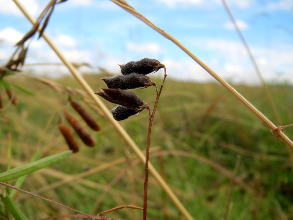 Frucht der Rauhaarigen Wicke (Vicia hirsuta) im Landschaftsschutzgebiet Hockenheimer Rheinbogen